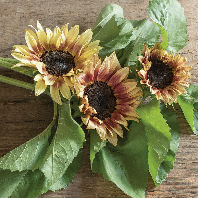 Sunflower - Procut Plum F1
