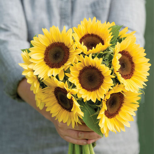 Procut Peach Sunflower Seeds