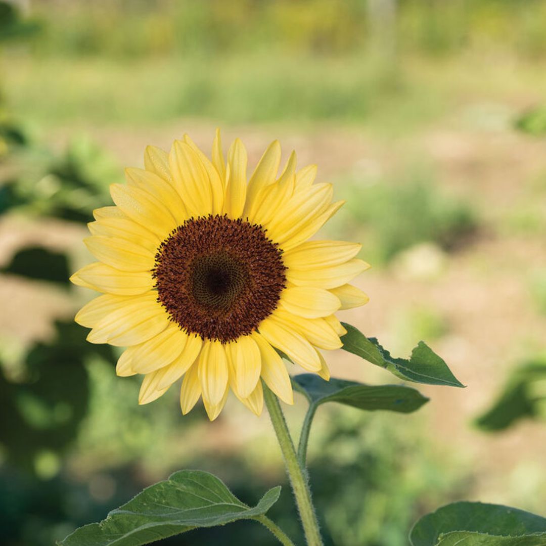Sunflower Seeds - Procut Peach F1