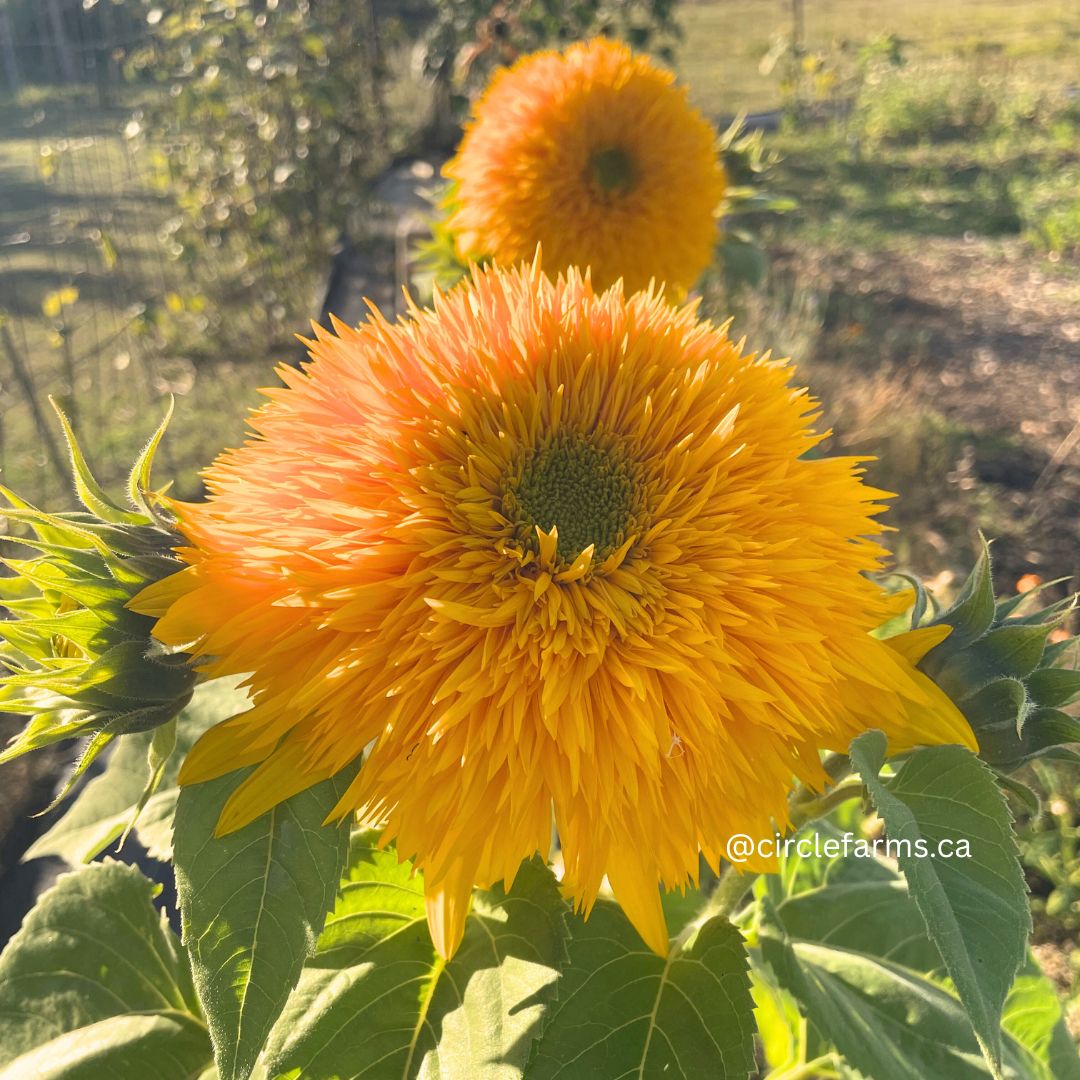 Sunflower - Double Sunking