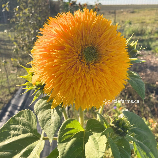 Sunflower - Double Sunking
