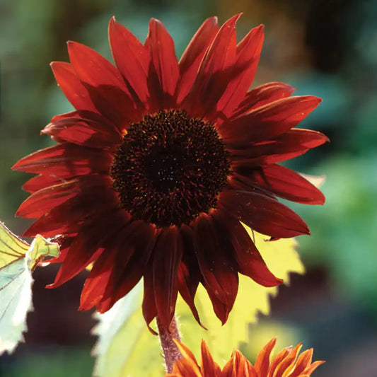 Sunflower Seeds - Claret Red F1
