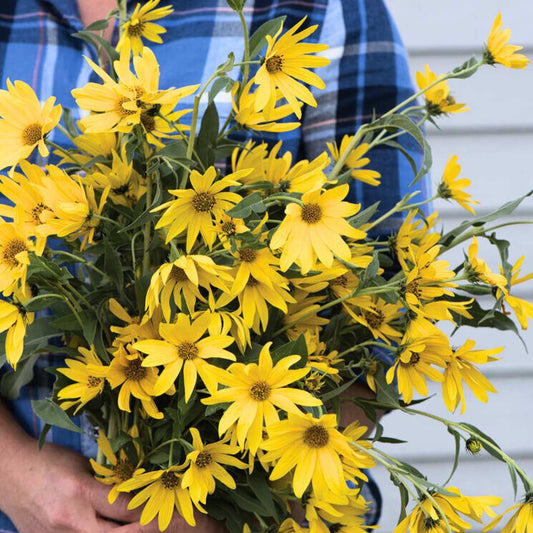 Sunflower Seeds - Maximillian (Perennial)