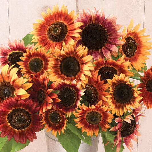 Sunflower Seeds - Autumn Beauty
