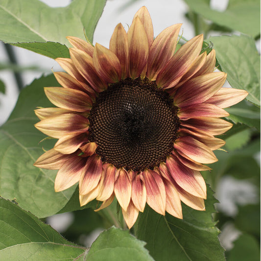 Sunflower - Procut Plum F1