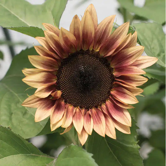 Sunflower Seeds - Procut Plum F1