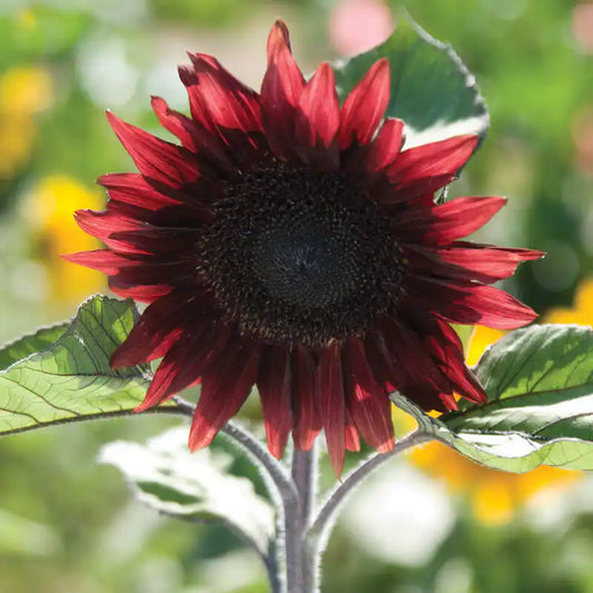 Sunflower Seeds - Procut Red F1