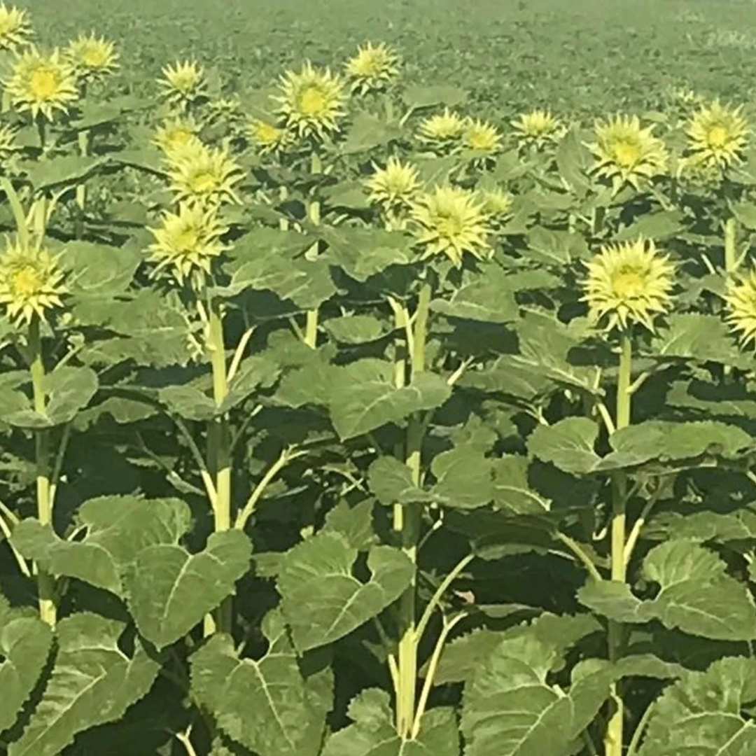 Sunflower - Sunfill Green (Limited Available)