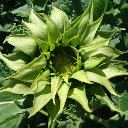 Sunflower - Sunfill Green (Limited Available)