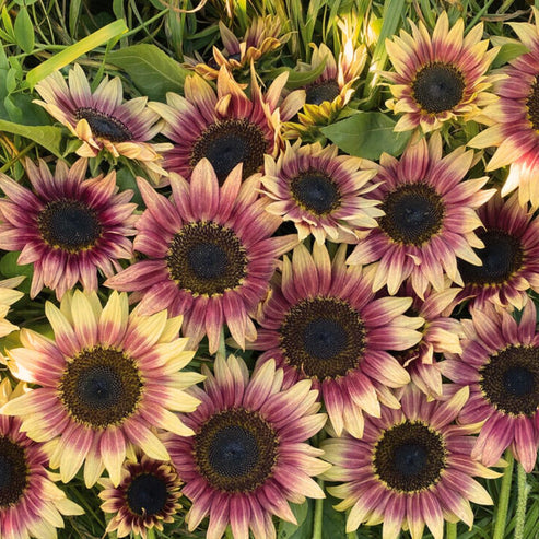Strawberry Blonde Sunflower Seeds