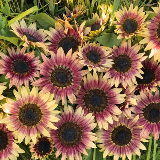 Sunflower Seeds - Strawberry Blonde