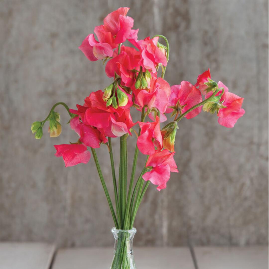 Sweet Pea Seeds - Elegance Salmon Rose