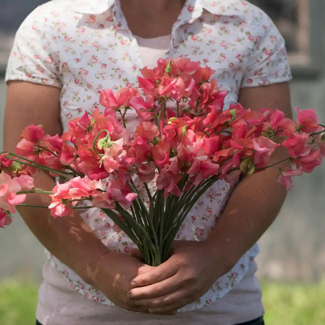 Sweet Pea Seeds - Elegance Salmon Rose