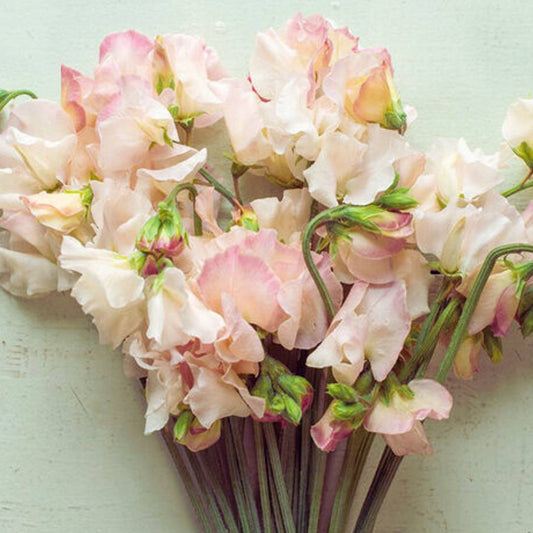 Sweet Pea Seeds - Bix