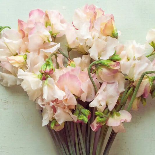 Sweet Pea Seeds - Bix