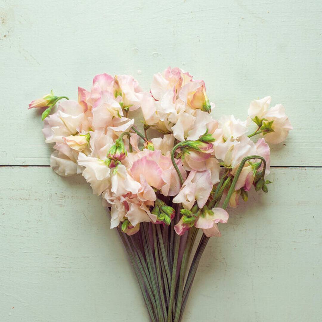 Sweet Pea Seeds - Bix