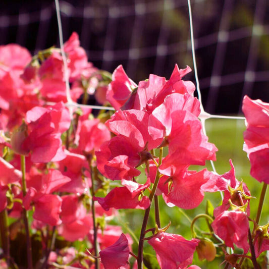 Sweet Pea Seeds - Elegance Watermelon