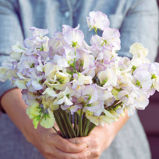 Sweet Pea Seeds - High Scent