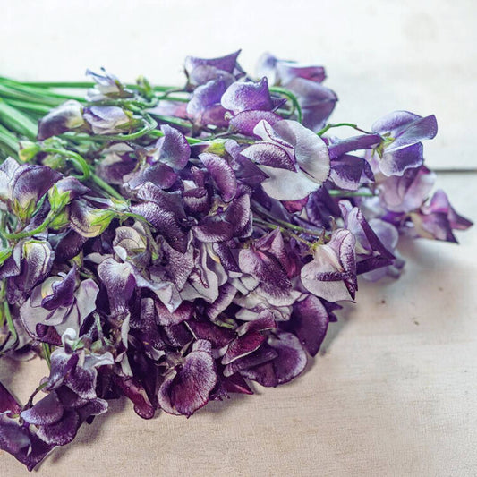Sweet Pea Seeds - Nimbus