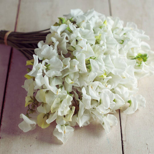 Sweet Pea Seeds - Royal Wedding White