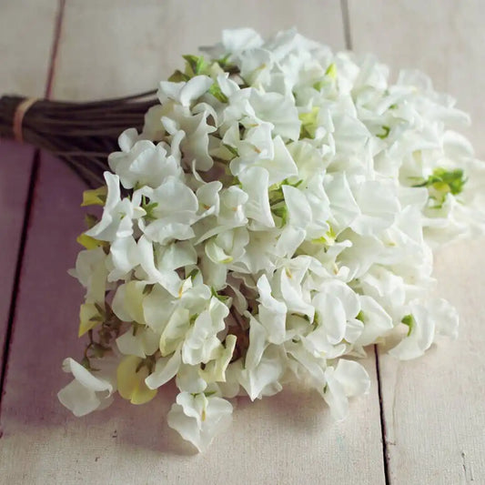 Sweet Pea Seeds - Royal Wedding White