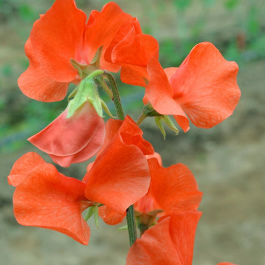 Sweet Pea Seeds - Spring Sunshine Orange
