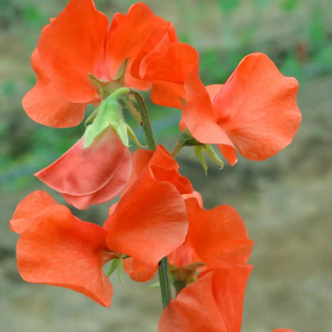 Sweet Pea Seeds - Spring Sunshine Orange