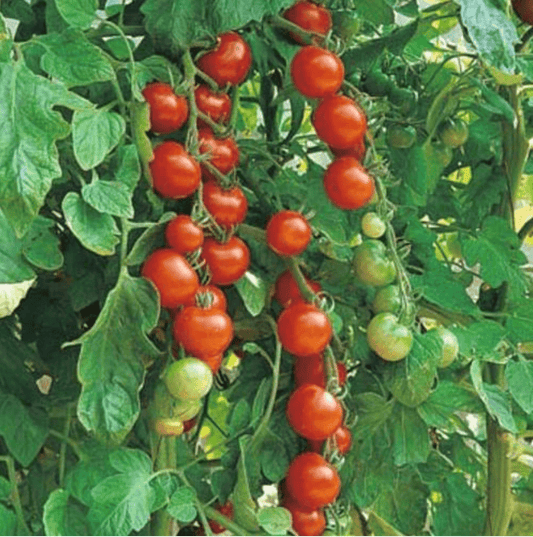 Sweetie Cherry Tomato