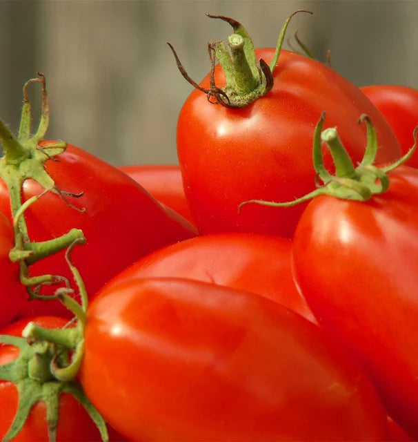 Tomato - Amish Paste