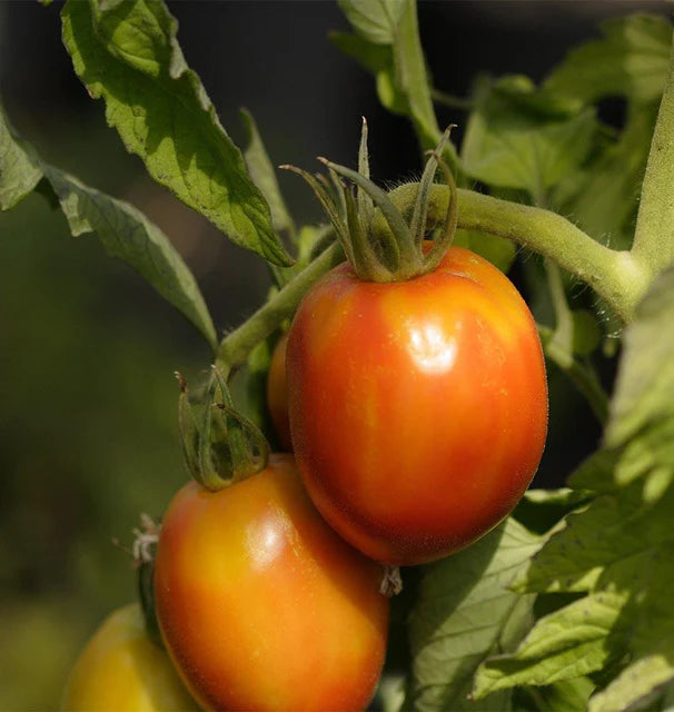 Tomato - Amish Paste