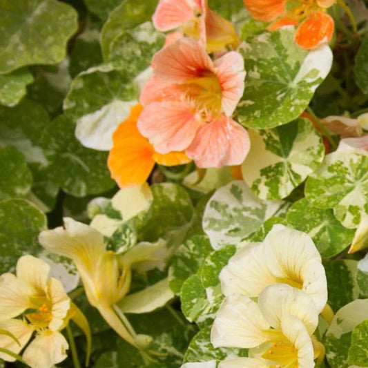 Nasturtium Seeds – Tip Top Alaska Mix