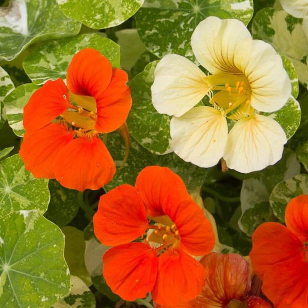 Nasturtium Seeds – Tip Top Alaska Mix