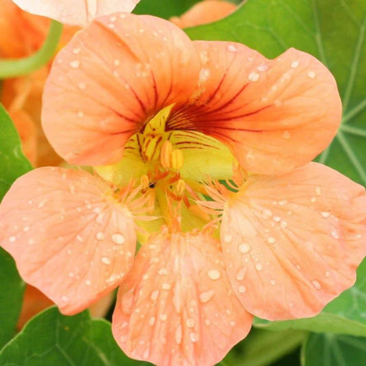 Nasturtium Seeds – Tip Top Alaska Salmon