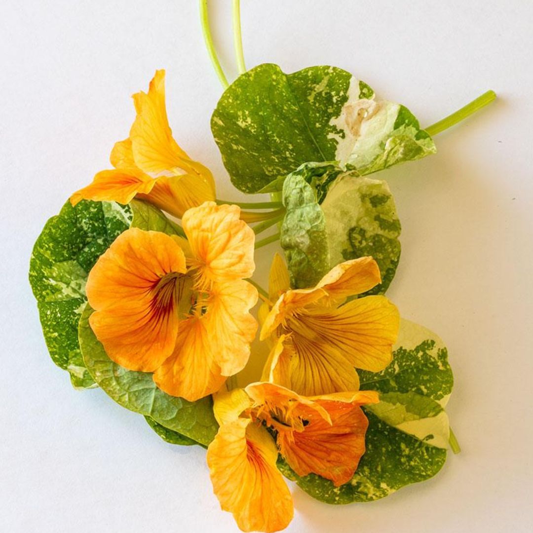 Nasturtium Seeds – Tip Top Alaska Salmon