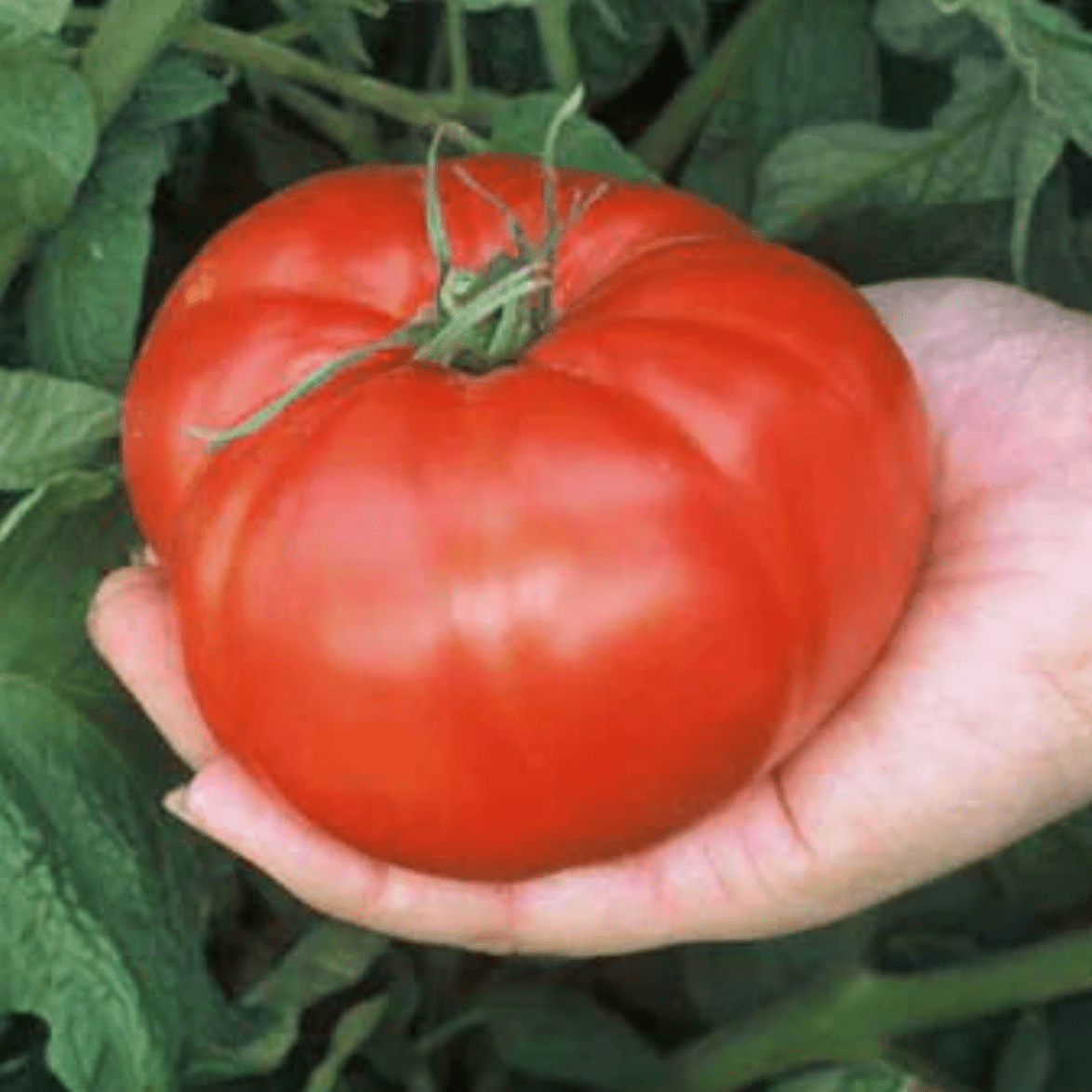 Tomato - Pink Brandywine Seedling Plant (Local Calgary Only)