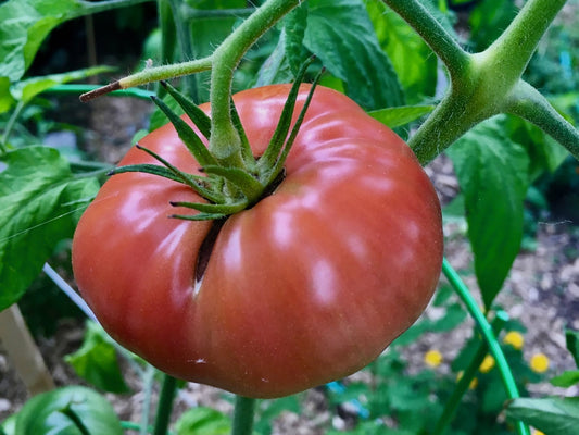 Tomato - Pink Brandywine