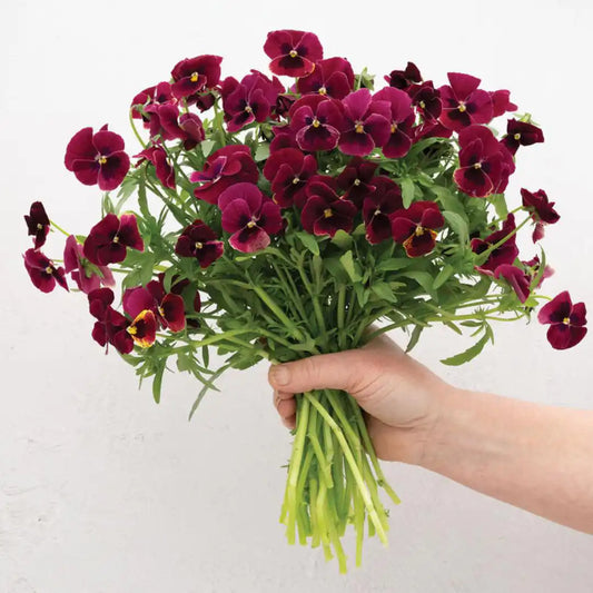 Viola Seeds - Penny Rose Blotch