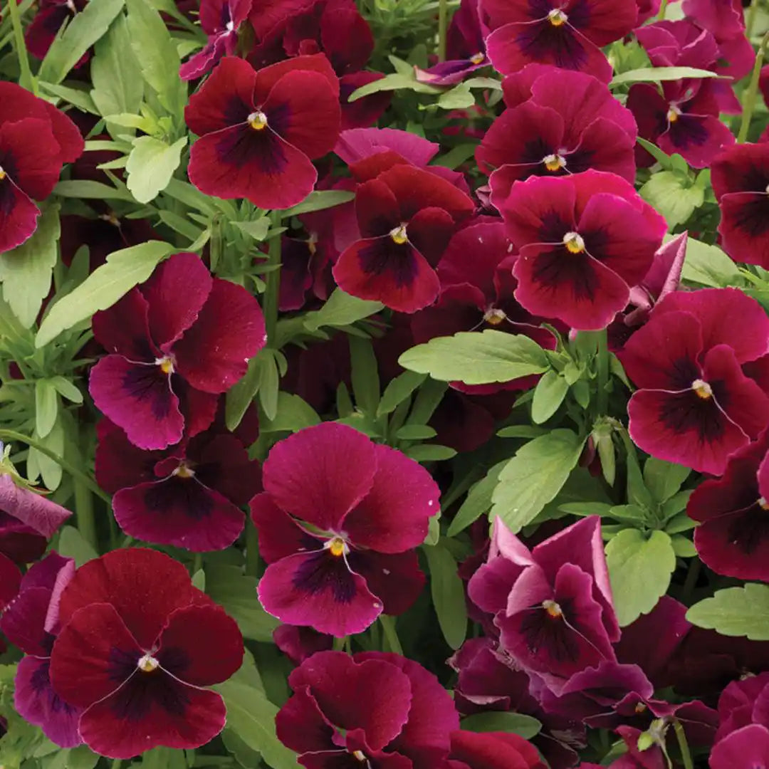 Viola Seeds - Penny Rose Blotch