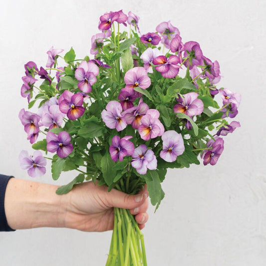Viola Seeds - Floral Power Plum Antique