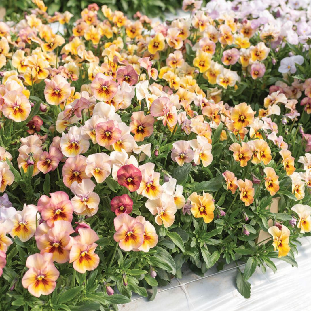 Viola Pansy Seeds - Nature Antique Shades