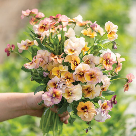 Viola Pansy Seeds - Nature Antique Shades