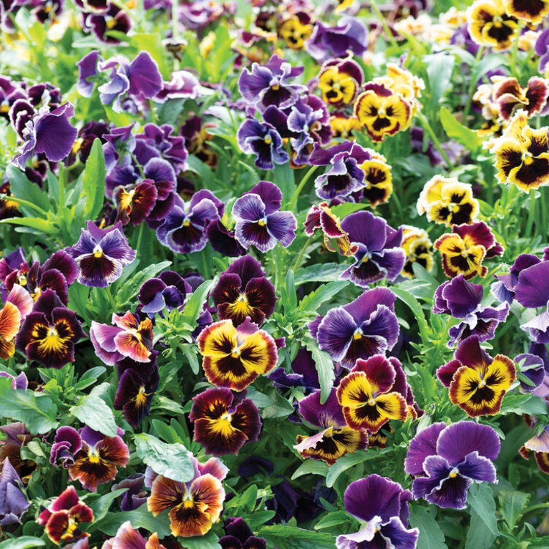 Viola Pansy Seeds - Rococo Frilled Mix