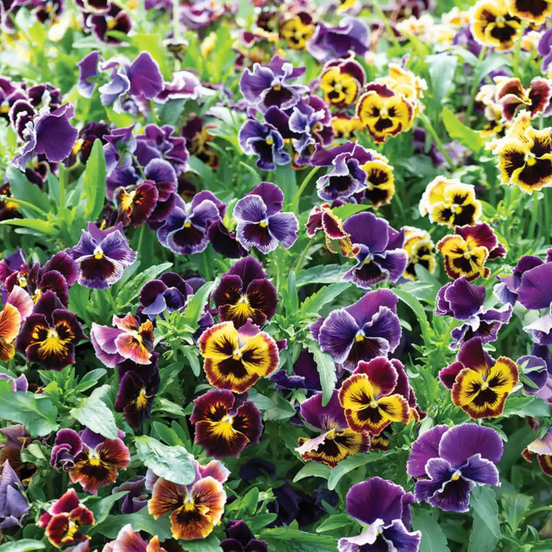 Viola Seeds - Rococo Frilled Mix