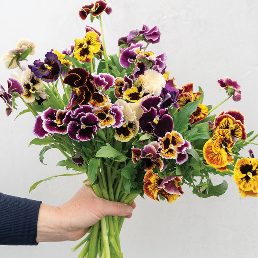 Viola Pansy Seeds - Rococo Frilled Mix