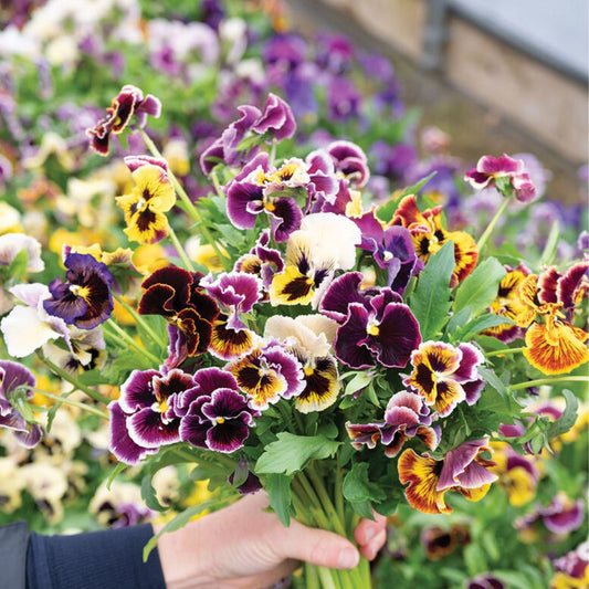 Viola Pansy Seeds - Rococo Frilled Mix