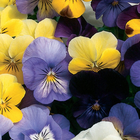 Viola Pansy Seeds - Sorbet Formula Mix