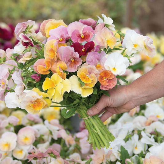 Viola Pansy Seeds - Imperial Antique Shades