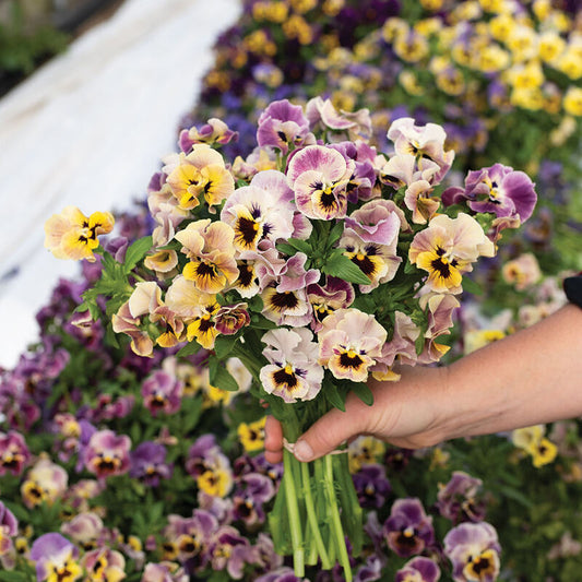 Viola Pansy - Frizzle Sizzle Mini Tapestry