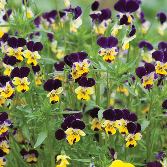 Viola Pansy - Helen Mount Johny Jump Ups