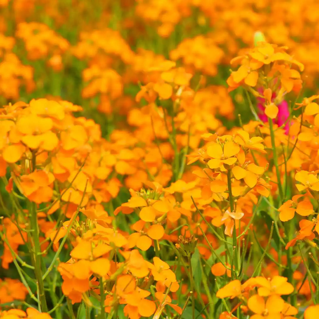 Wallflower Seed Mix